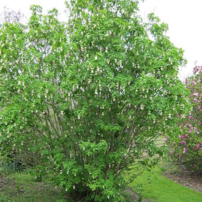 Staphylea colchica