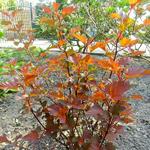 Physocarpus opulifolius 'Diable d'Or' - 