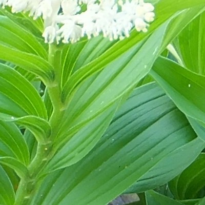 Maianthemum racemosum   - 