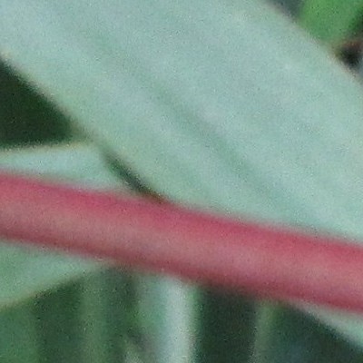 Cornus alba 'Sibirica'