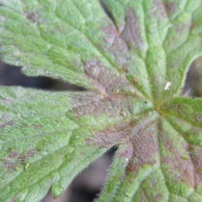 Geranium versicolor - Verschiedenfarbiger Storchschnabel - Geranium versicolor
