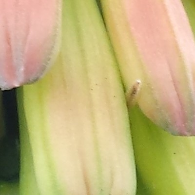 Kniphofia uvaria 'Grandiflora' - 