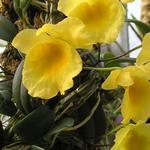 Dendrobium jenkinsii - 