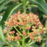 Euphorbia mellifera - 