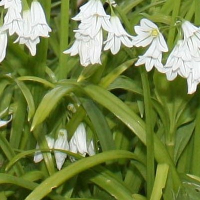 Allium triquetrum - 