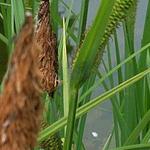 Braun-Segge - Carex nigra