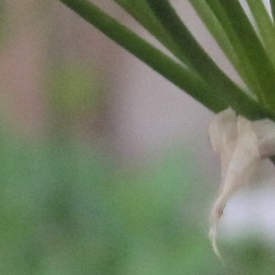 Allium neapolitanum - Ail de Naples  - Allium neapolitanum
