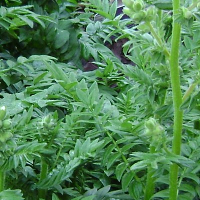 Polemonium caeruleum 'Bambino Blue' - 