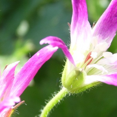 Geranium x oxonianum f. thurstonianum - 