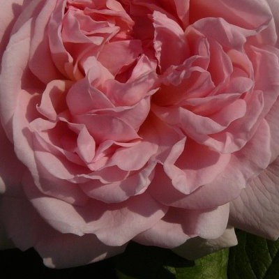 Rosa 'Eglantyne' - 