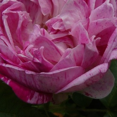 Rosa 'Honorine de Brabant' - 