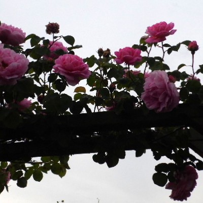 Rosa 'Constance Spry' - 