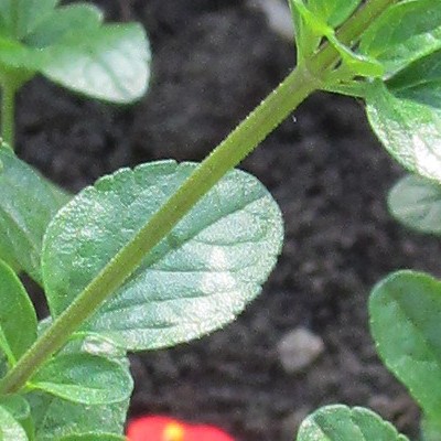 Salvia 'Royal Bumble' - Salvia 'Royal Bumble'