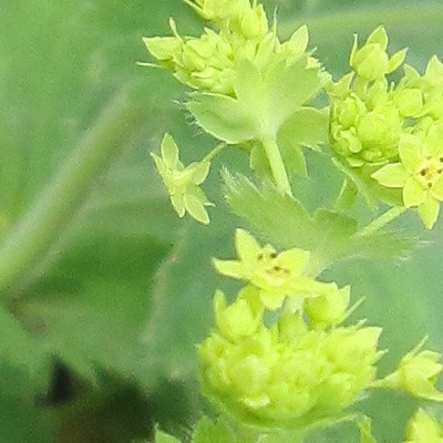 Alchemilla mollis - Weicher Frauenmantel - Alchemilla mollis