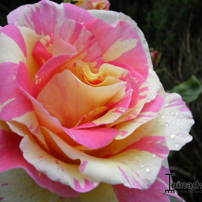 Rosa 'Claude Monet' - 