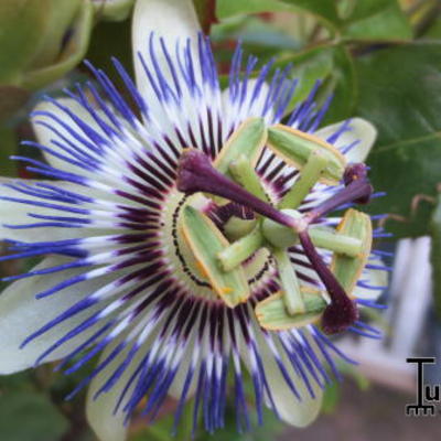 Passiflora caerulea - Blaue Passionsblume - Passiflora caerulea