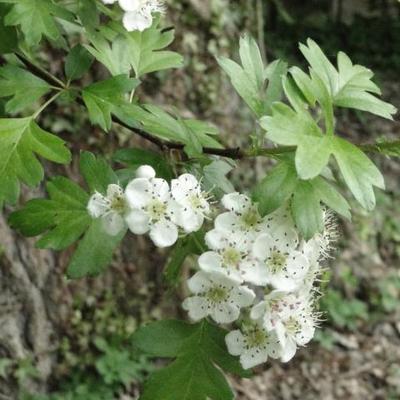 AUBEPINE  À UN STYLE - Crataegus monogyna