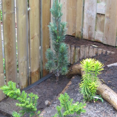 Pinus sylvestris 'Fastigiata' - 