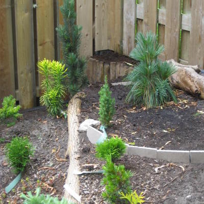 Pinus x schwerinii 'Wiethorst' - 