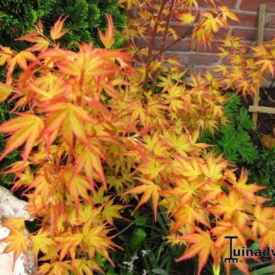 Acer palmatum 'Katsura'