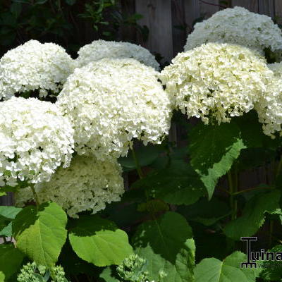 Hydrangea arborescens 'Annabelle' - Hydrangea arborescens 'Annabelle'