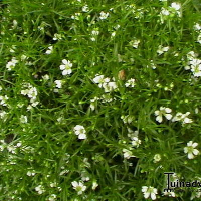 Gypsophila muralis 'Teeny' - 