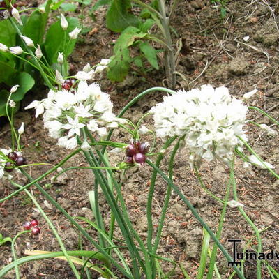 Allium amplectens - 