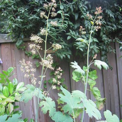 Macleaya cordata  - Weißer Federmohn - Macleaya cordata 