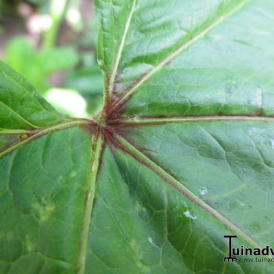 Malva sylvestris subsp. mauritanica - Malva sylvestris subsp. mauritanica