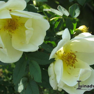 Rosa 'Frühlingsgold' - 