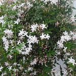 jasmin blanc - Jasminum officinale