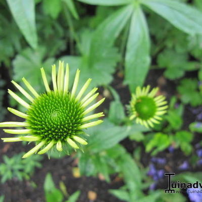 Echinacea purpurea 'Alaska' - 