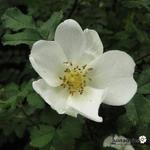 Rosa spinosissima - Bibernell-Rose - Rosa spinosissima