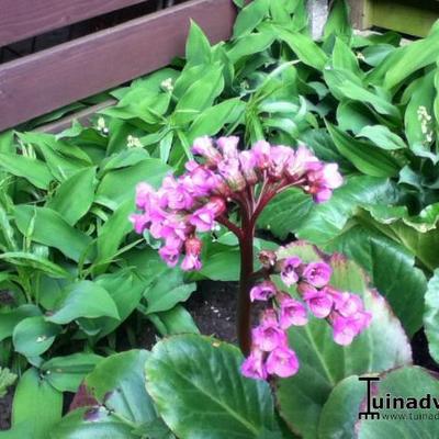 Bergenia cordifolia - Bergenia cordifolia