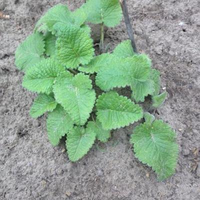 Stachys macrantha 'Superba' - Stachys macrantha 'Superba'