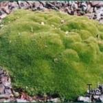 Scleranthus uniflorus - Scleranthus uniflorus