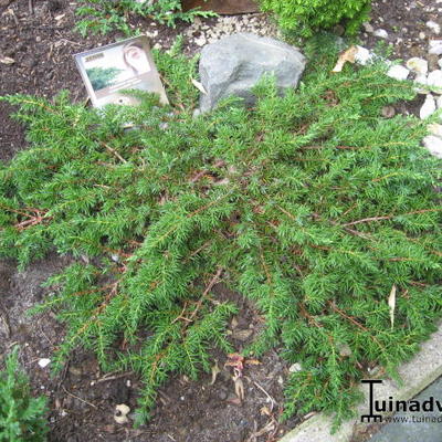 Juniperus communis 'Green Carpet' - 