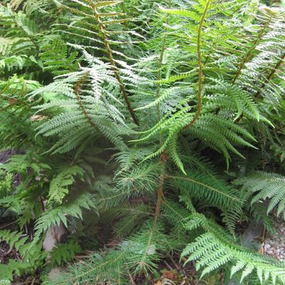 Pseudotsuga menziesii