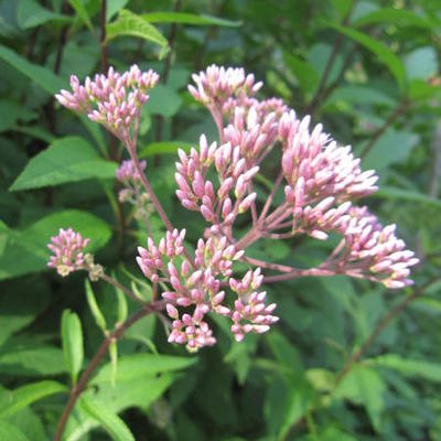 Eupatorium maculatum 'Atropurpureum' - Eupatorium maculatum 'Atropurpureum'