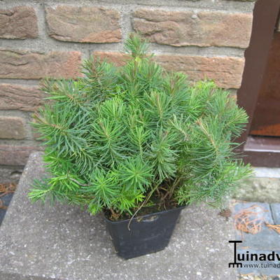 Euphorbia cyparissias 'Clarice Howard' - Euphorbia cyparissias   'Clarice Howard'