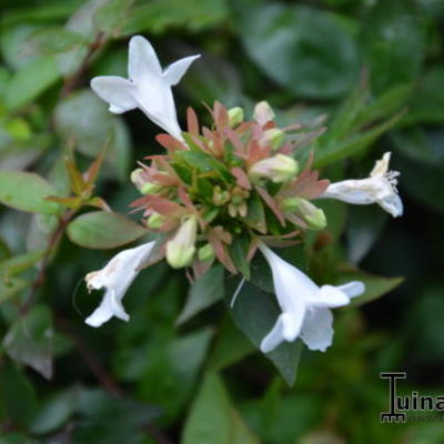 Abelia x grandiflora 'Sherwood' - 