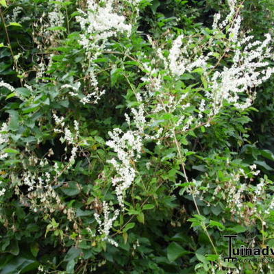 Renouée grimpante - Fallopia baldschuanica