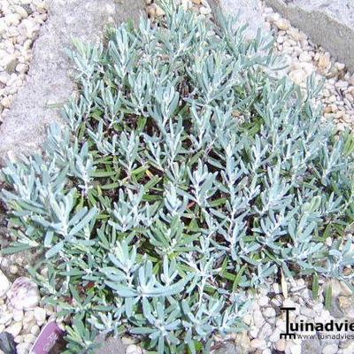 Andromeda polifolia 'Blue Ice'