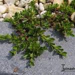 Salix serpyllifolia - Quendelblättrige Weide