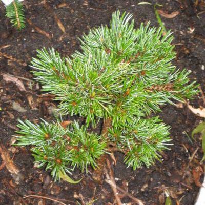 Pinus aristata - 