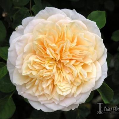 Rosa 'English Garden'  - 