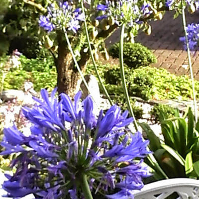 Agapanthus 'Headbourne Hybrids' - Agapanthus 'Headbourne Hybrids'