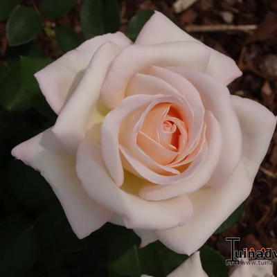 Rosa 'Jardins de Bagatelle'  - 