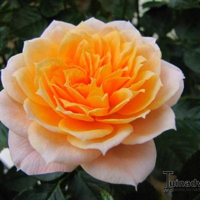 Rosa 'Royal Orange' - 