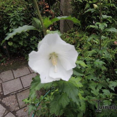 Hibiscus syriacus - 